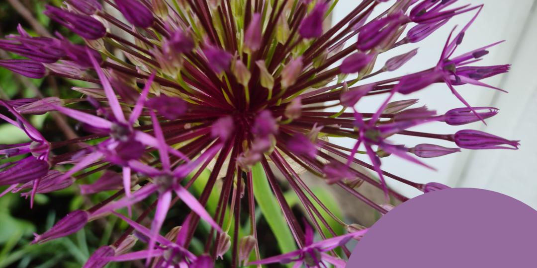 juni måneds farge 2023