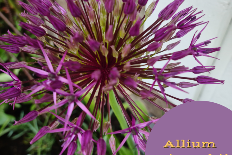 juni måneds farge 2023