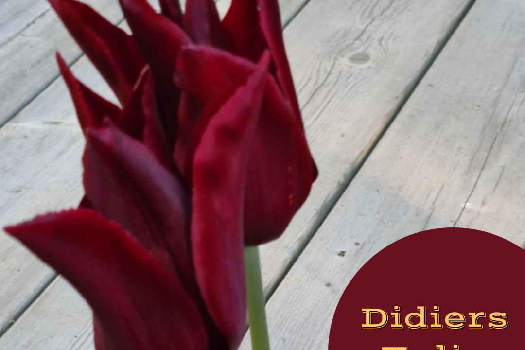 Mai mai måneds farge 2023