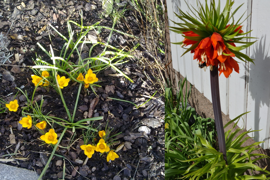 Mars_April mars og april måneds farge 2023