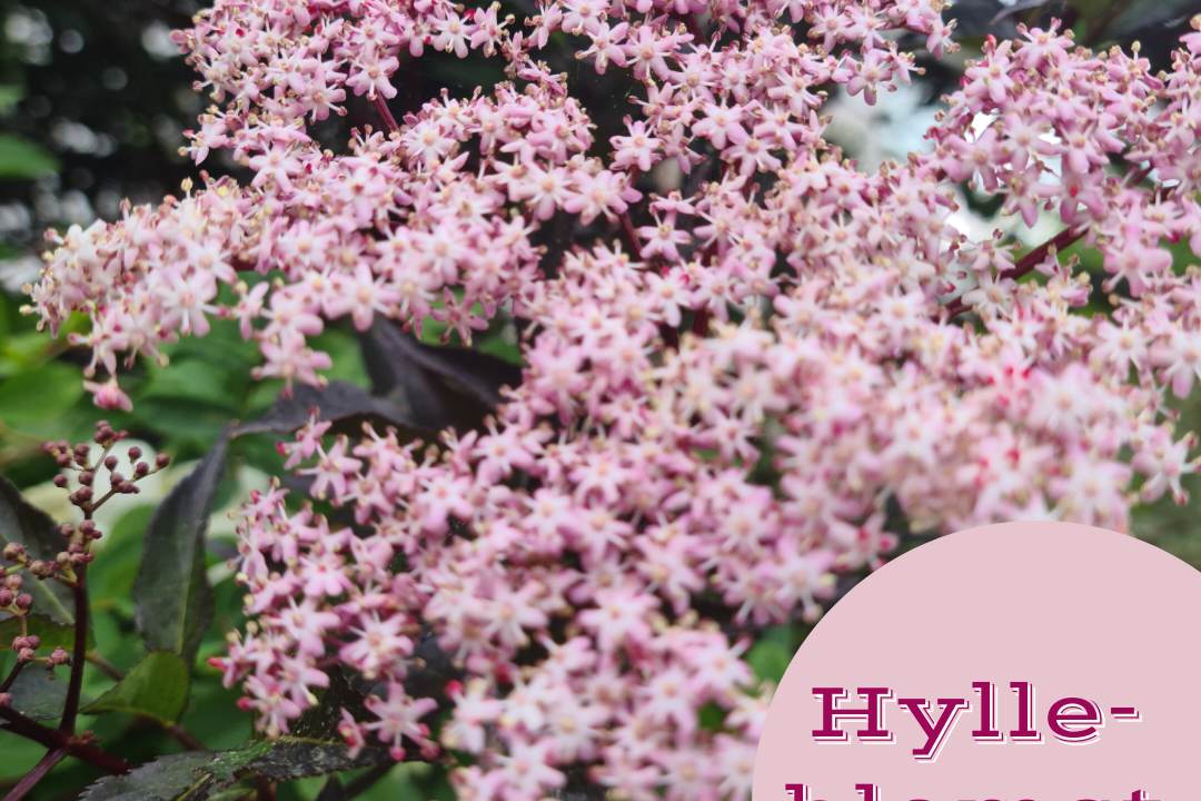 Juli juli måneds farge 2023