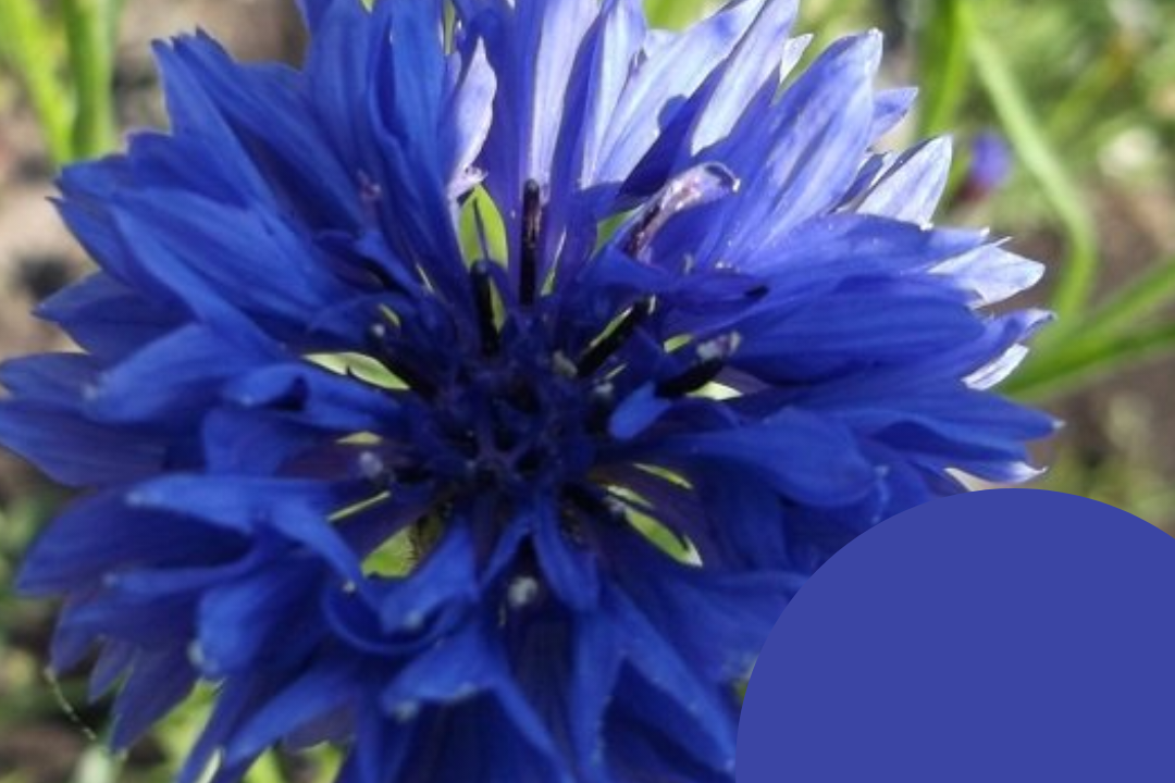 August månedens farger 2023