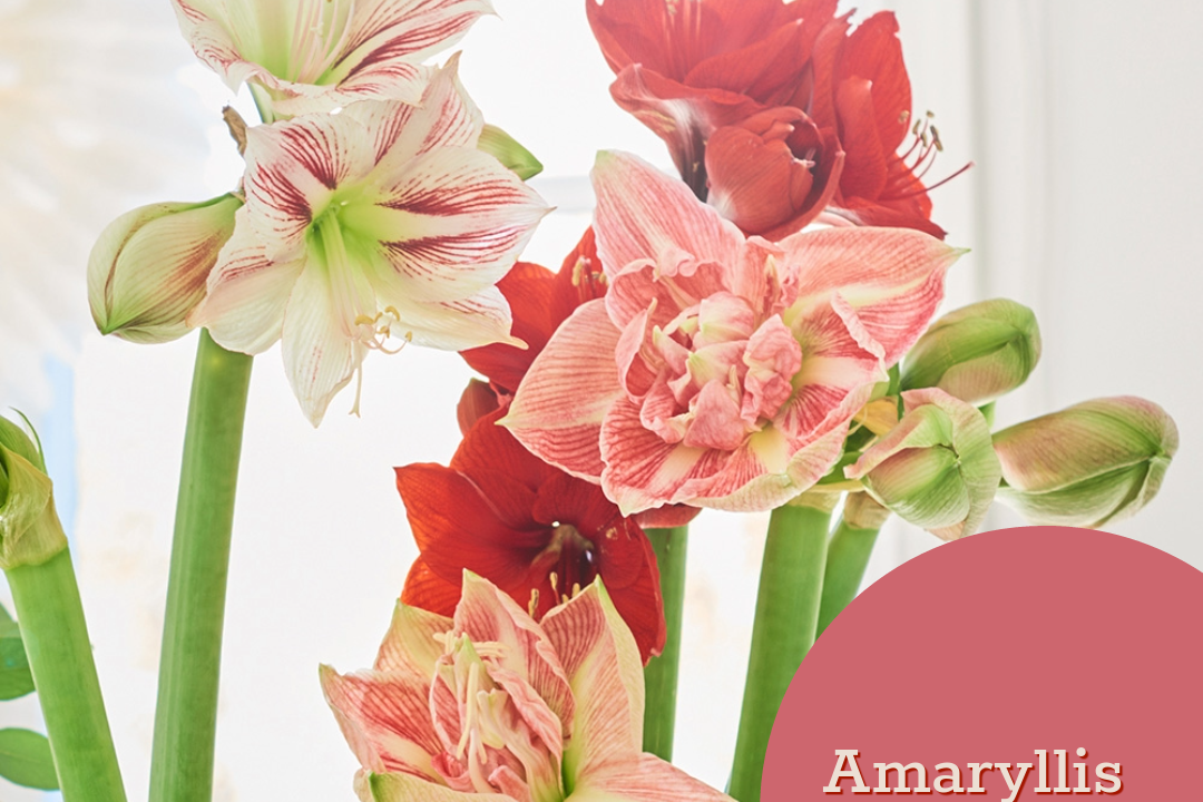 Desember_2023 månedens farger 2023